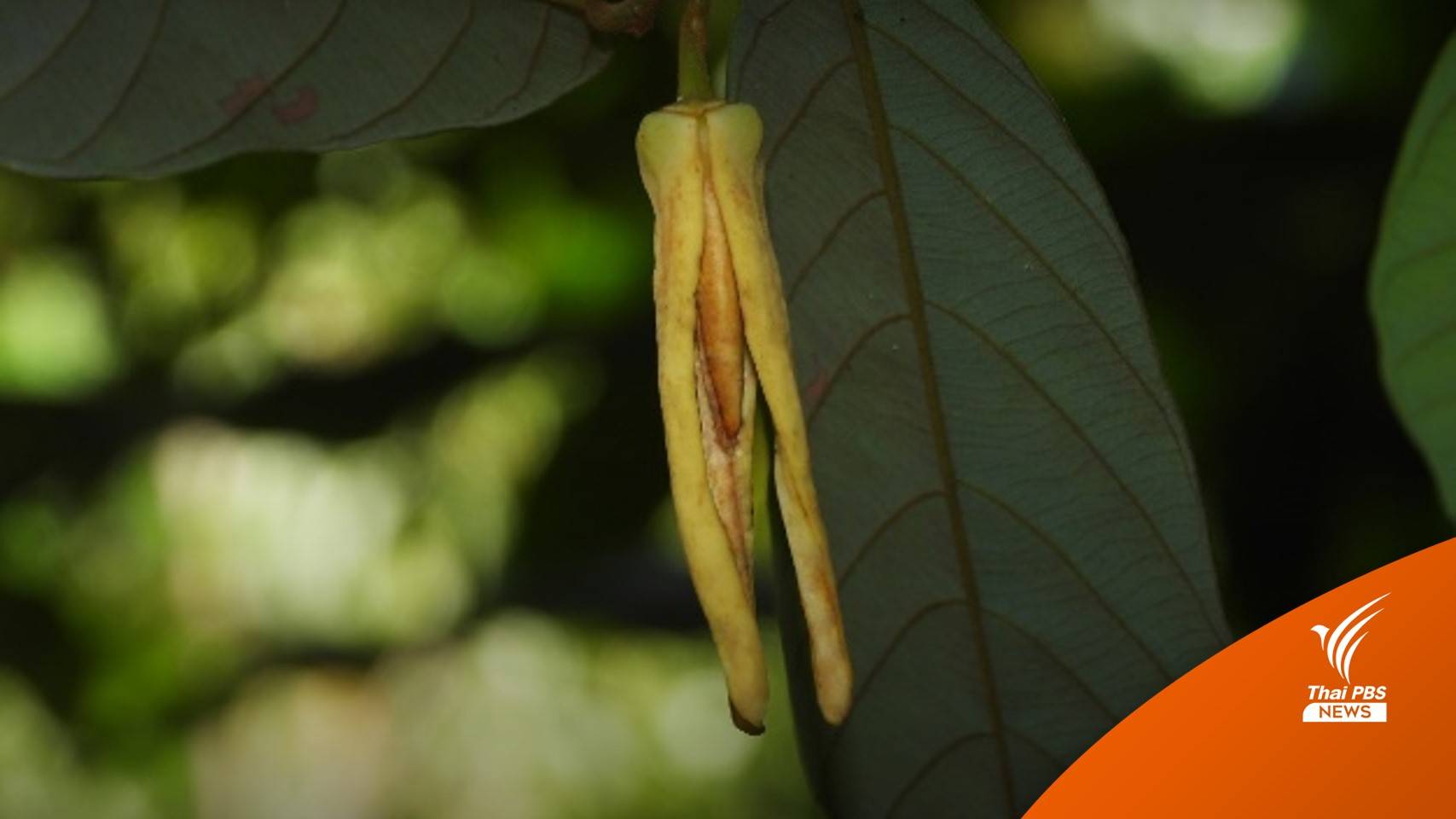 นักวิจัย มช.ค้นพบ “บุหงาลลิษา” พืชดอกหอมชนิดใหม่ของโลก