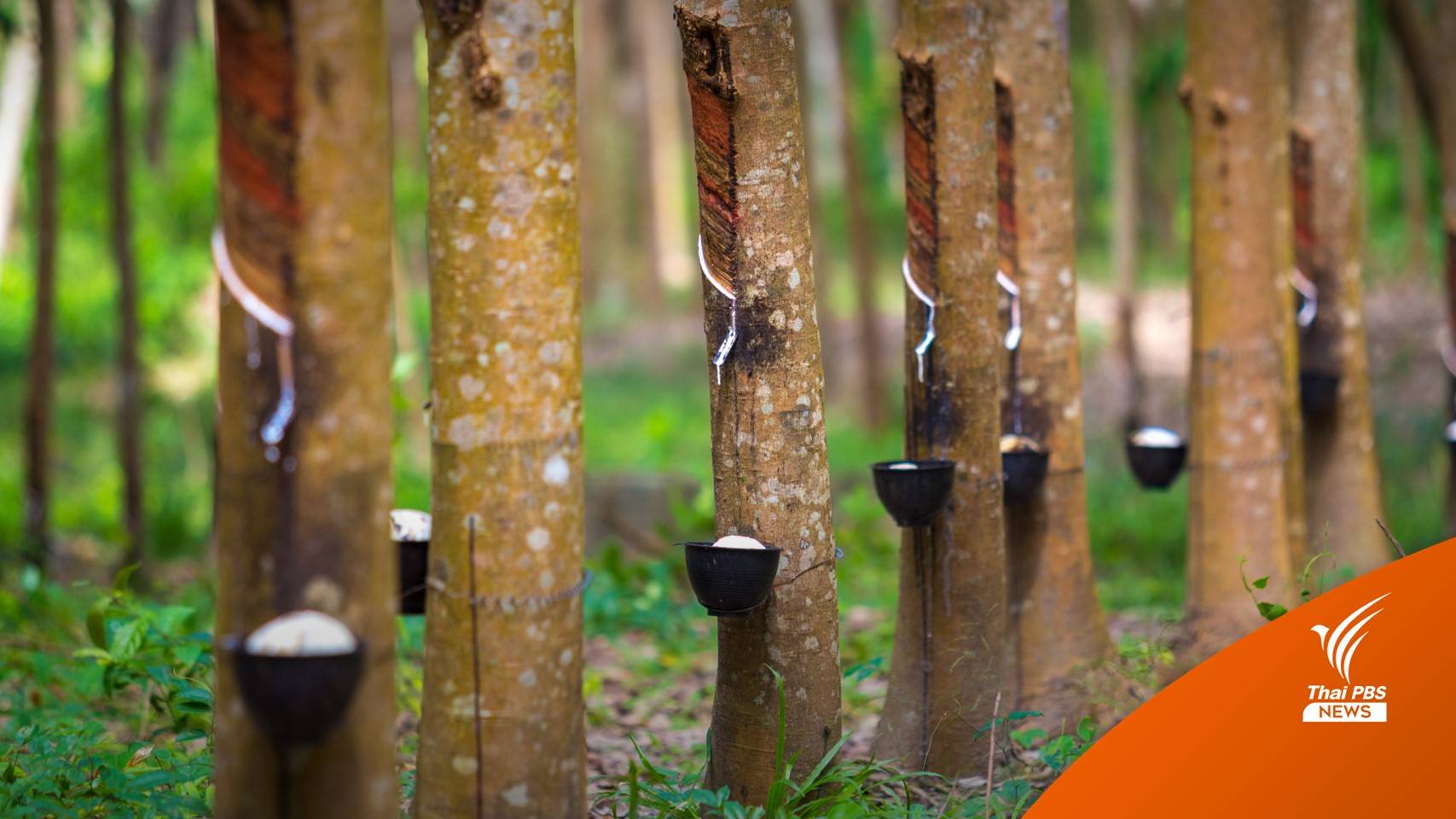 13 เม.ย. พร้อมโอนเงิน ประกันรายได้ชาวสวนยาง รอบแรก