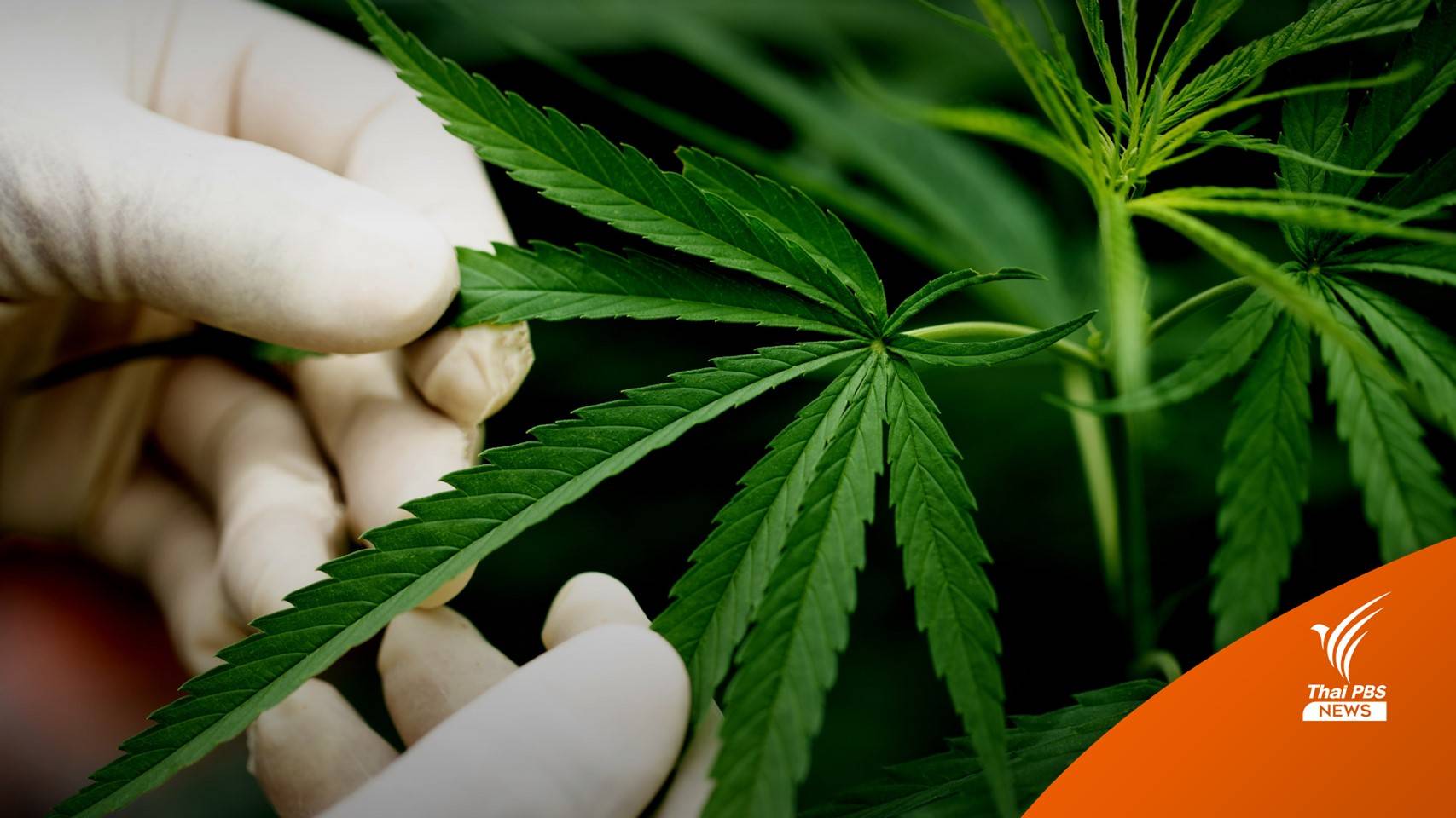 แพทย์แผนไทย โต้ข่าว ยากัญชาหมดอายุ-หมอไม่สั่งจ่ายให้ผู้ป่วย