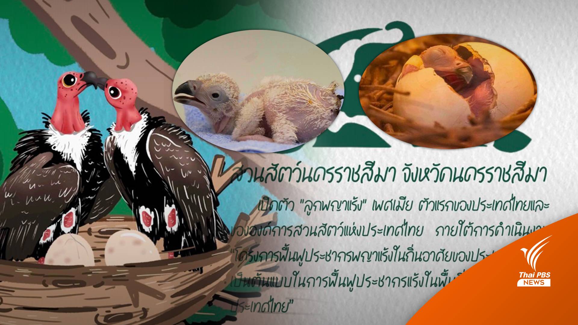 ตัวแรกในไทย! "ลูกพญาแร้ง" เกิดในสวนสัตว์โคราชในรอบ 30 ปี