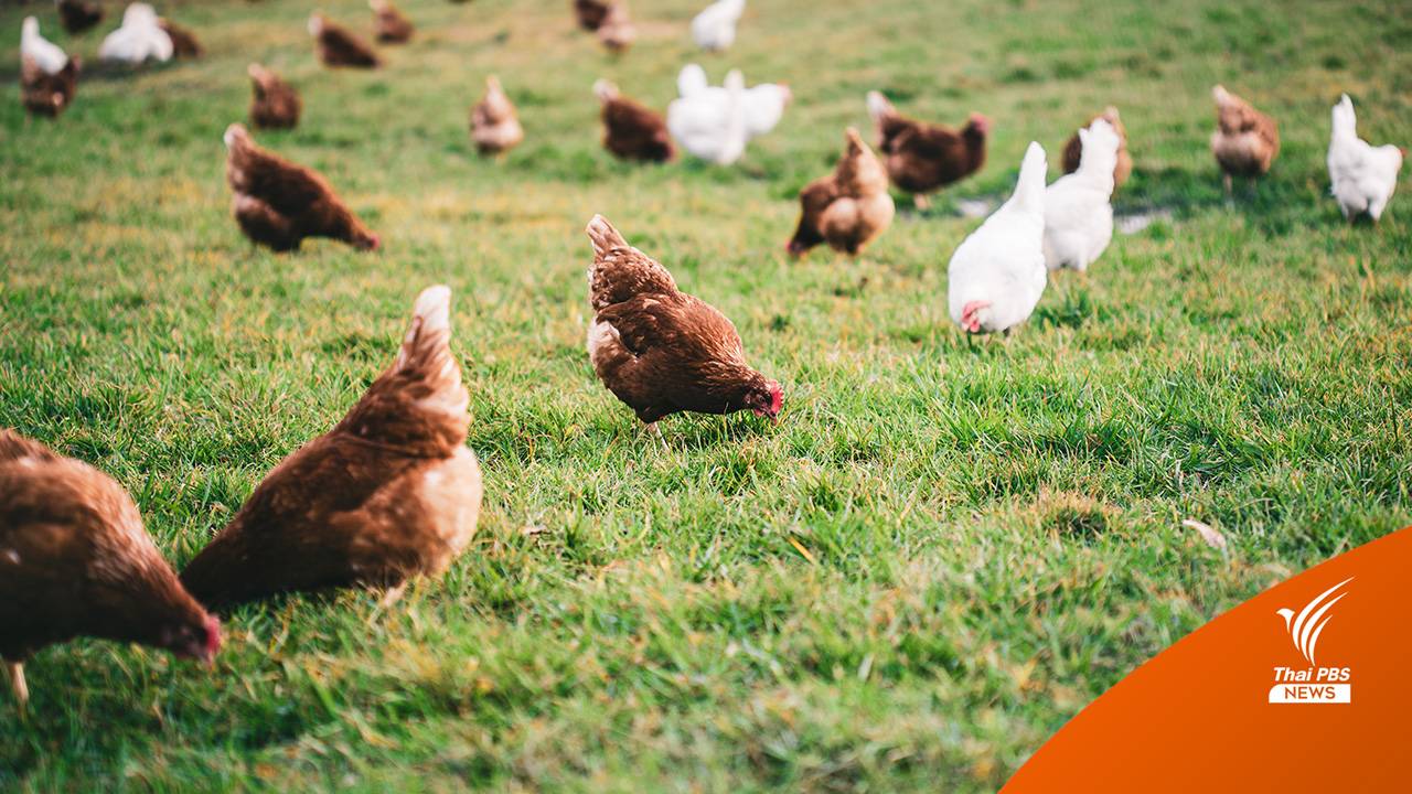 ฟาร์มในออสเตรเลีย ใช้เครื่องนับก้าวไก่ เช็กคุณภาพของไข่แต่ละฟอง