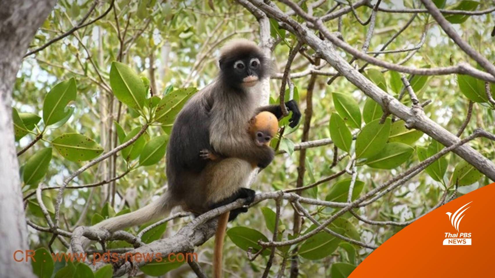 ล่าค่างแก่งกระจาน ทำ “ค่างส้ม” เชื่อเป็นยา-มีกำลังวังชา