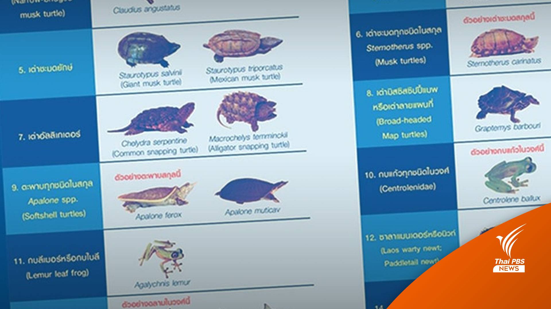เช็กด่วน! 18 สัตว์น้ำ-ซากสัตว์บัญชี Cites แจ้งครอบครอง 31 พ.ค.