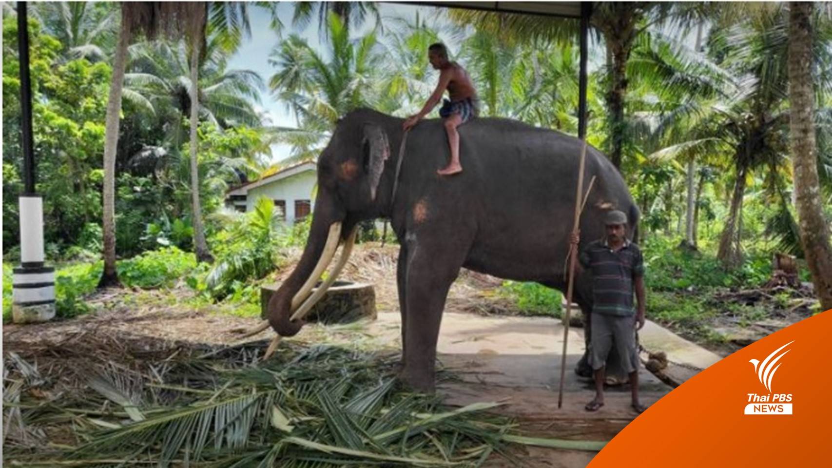 นายกฯ กำชับวราวุธ ประสาน กต. นำ “พลายศักดิ์สุรินทร์” กลับจากศรีลังกา