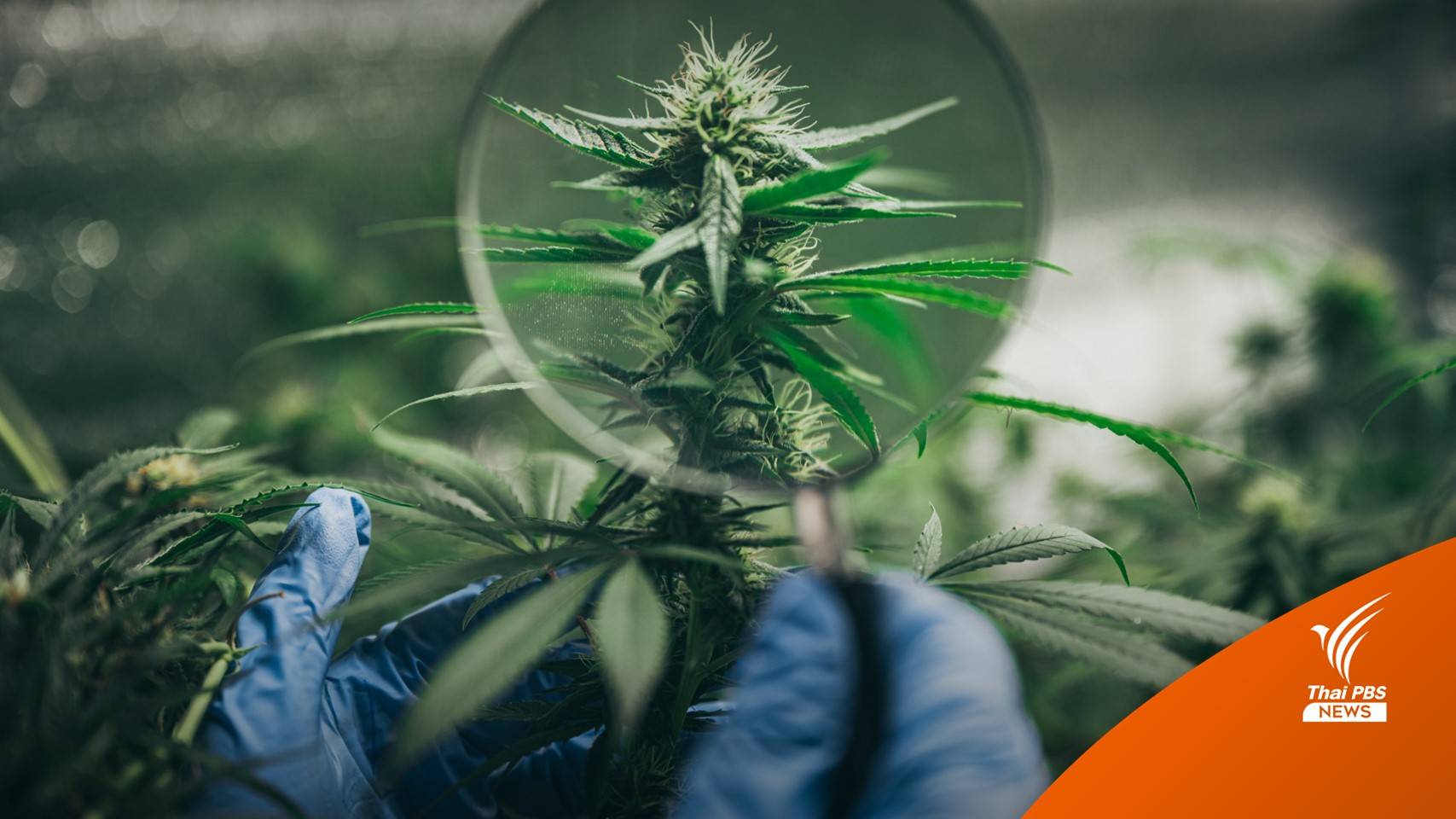 "แพทย์ - นักวิชาการ" ปลุกพลังโหวตเลือกตั้ง ไม่หนุนนโยบายกัญชาเสรี
