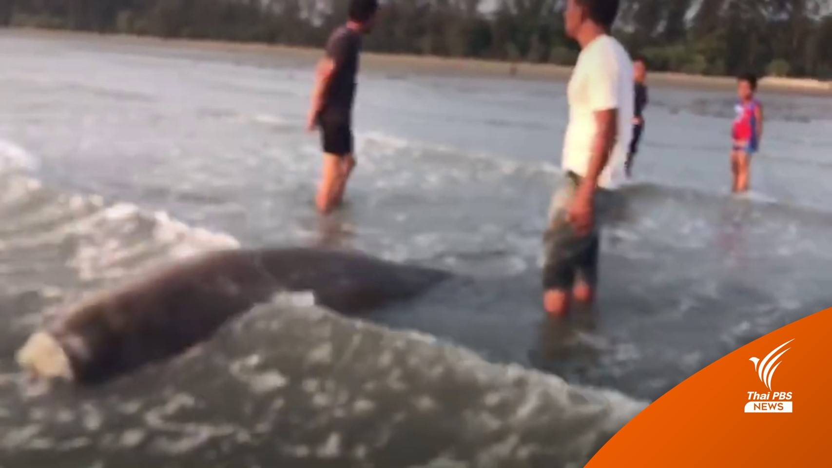 พบซาก "พะยูน" เพศผู้ ตัวยาว 2 เมตร ถูกตัดหัวเกยตื้นที่กระบี่