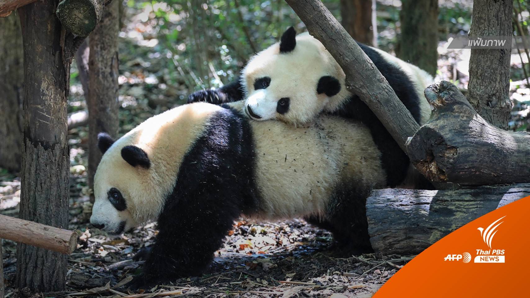 “แพนด้า” ตาย จุดกระแสความไม่พอใจ สู่ดรามาระหว่างประเทศ