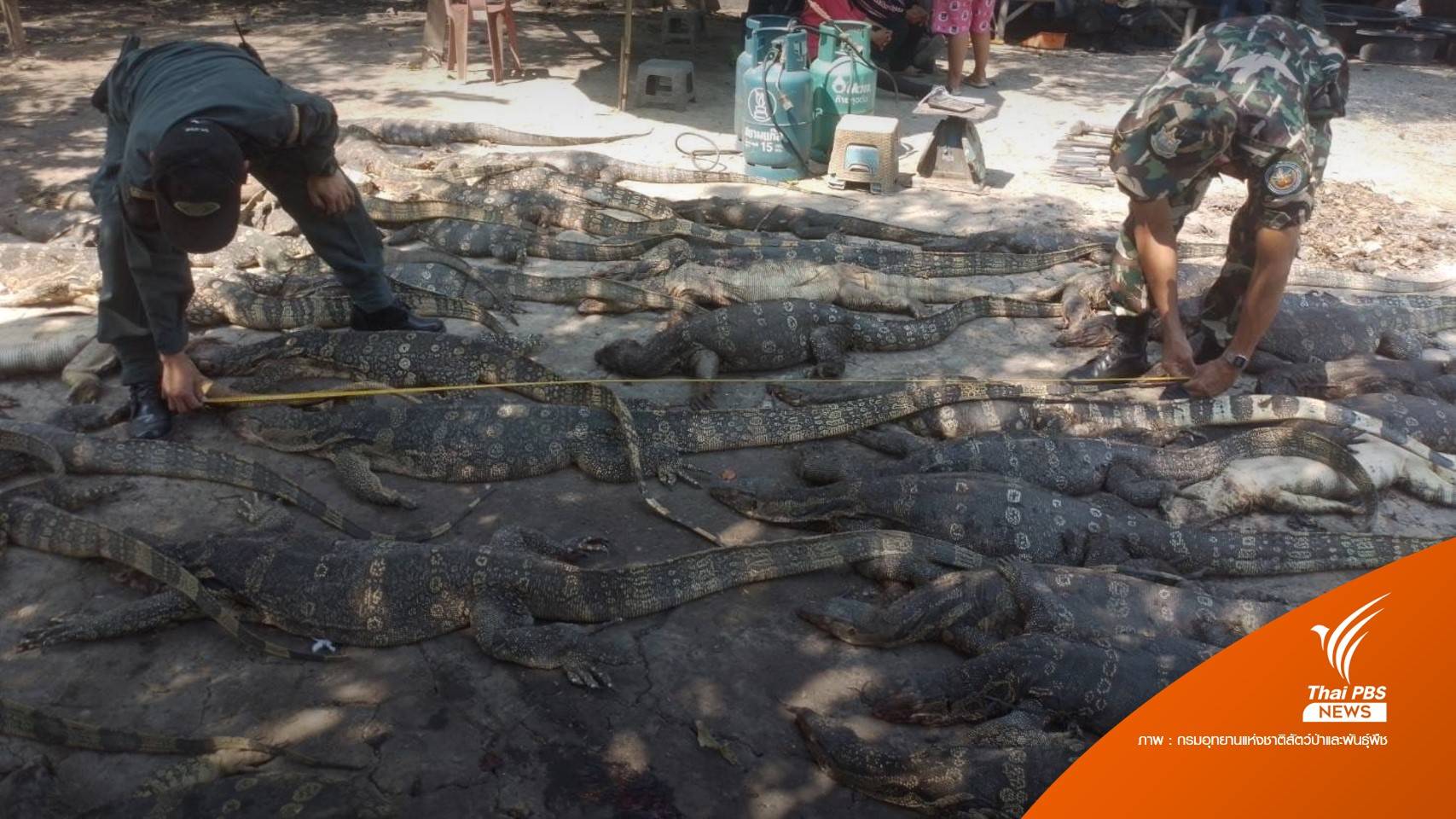 บุกจับแก๊งค้าสัตว์ป่า พบของกลาง "เหี้ย 32 ตัว 59 ซาก-เต่านับร้อย"