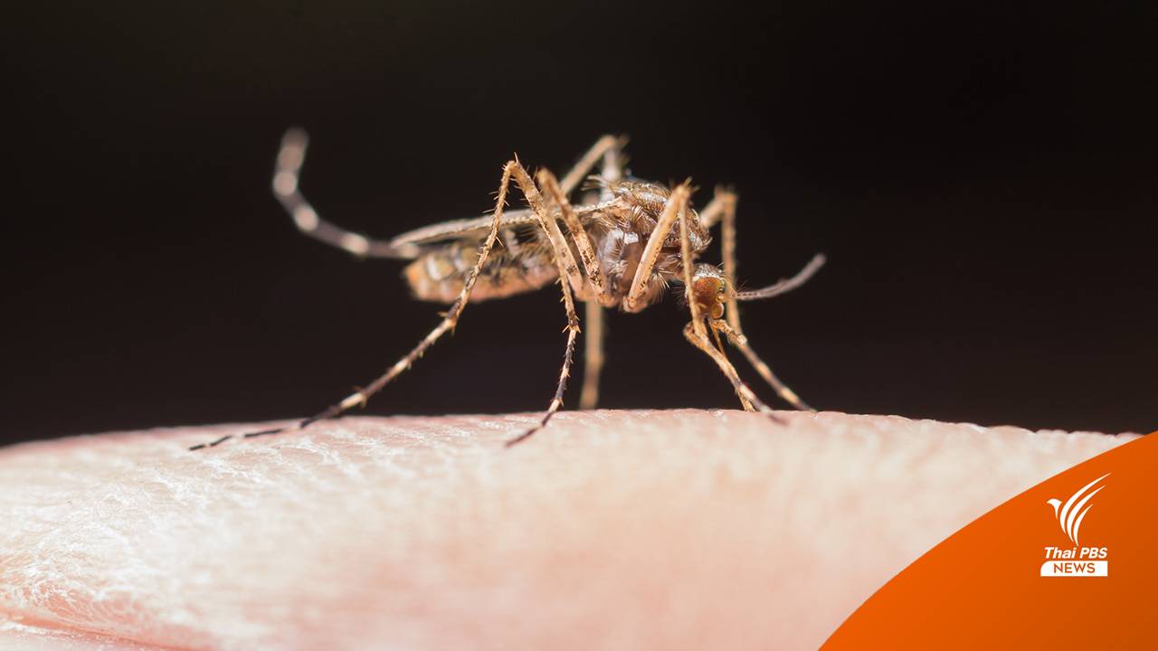 สิงคโปร์เพาะเลี้ยงยุงติดเชื้อเเบคทีเรียวูลบัคเคีย ลดแพร่เชื้อโรคไข้เลือดออก