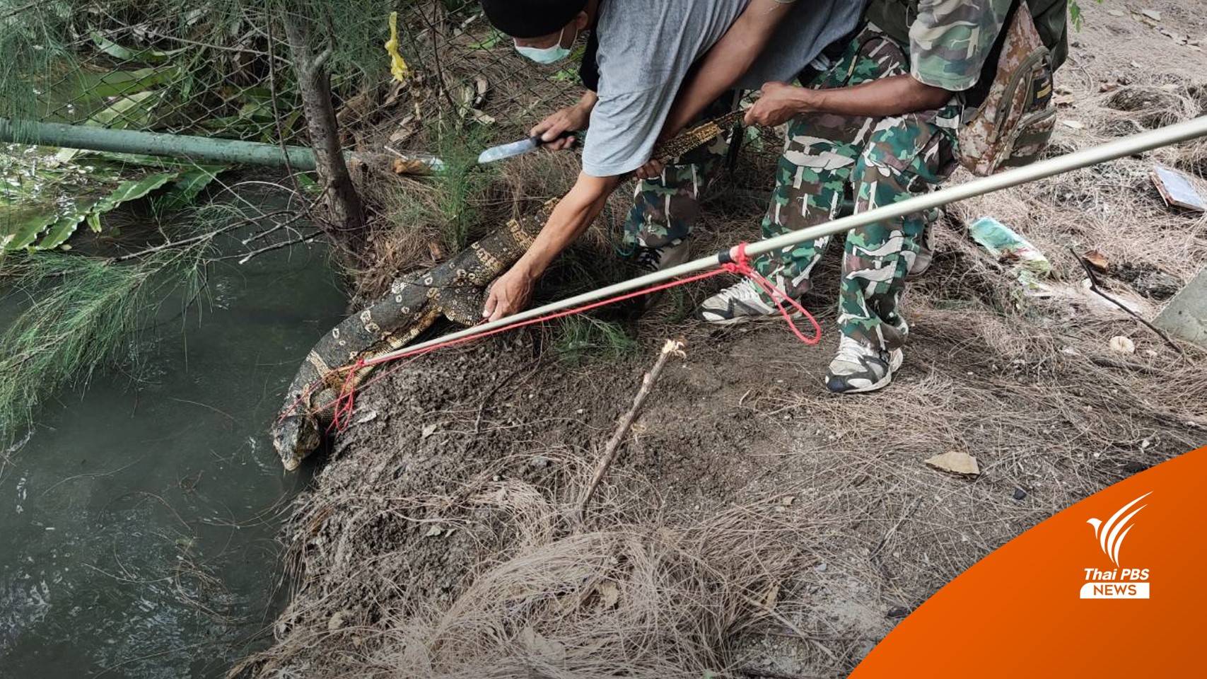 ทำไมต้องจับ "เหี้ย" สัตว์ป่าคุ้มครองสู่เมนูอาหารป่า