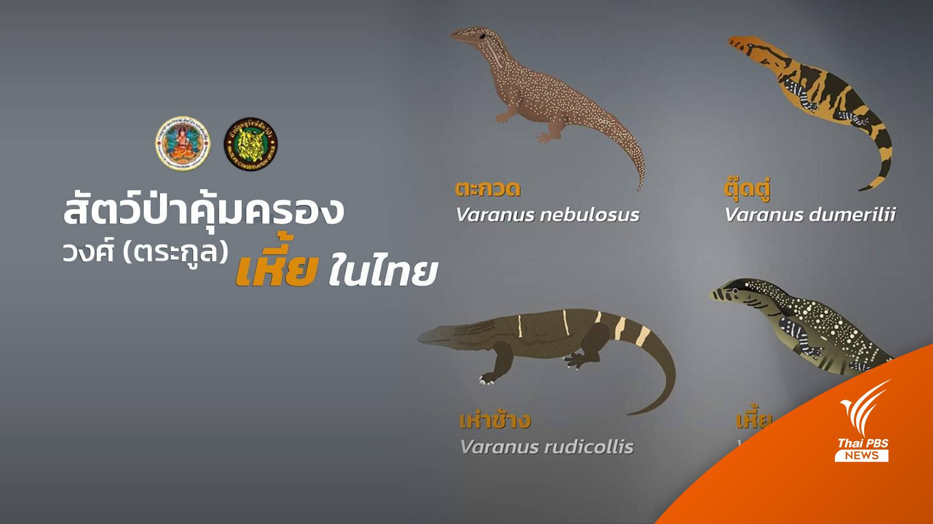 รู้จักสัตว์ป่าคุ้มครอง "วงศ์เหี้ย"  4 ชนิดในไทย