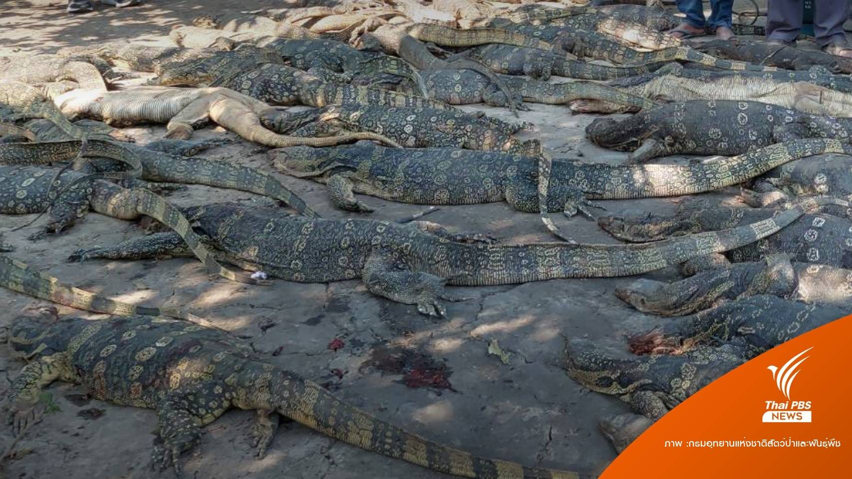 CIB ยันโรงงานชำแหละ "ตัวเหี้ย" ไม่ส่งทำลูกชิ้นปลา