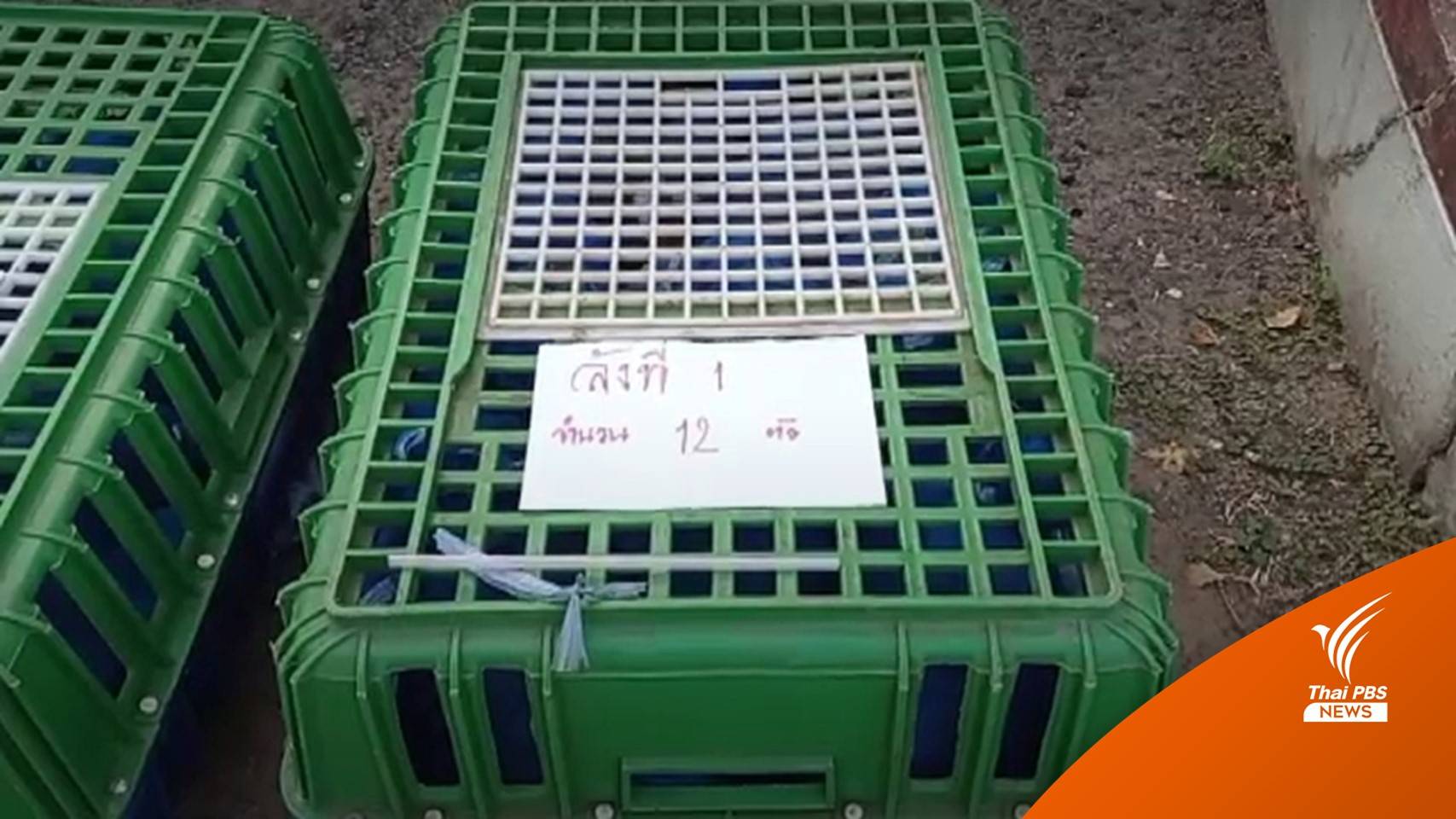 จับแก๊งลอบขน "ลิงแสม" 47 ตัวส่งขายต่างประเทศ