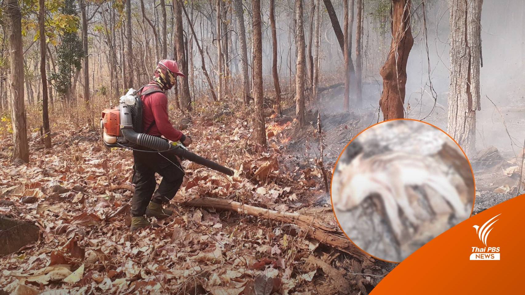 ไฟป่าภาคเหนือยังวิกฤต ทำฝุ่น PM2.5 พุ่งสูง - สัตว์ป่าตายคากองเพลิง