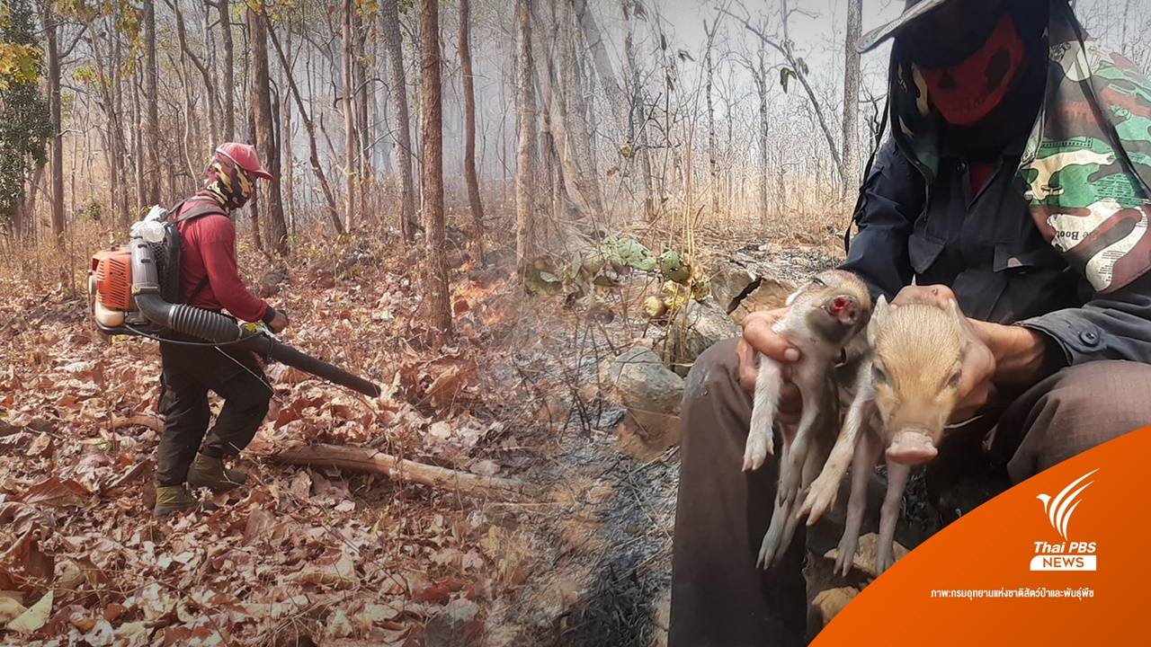 จับตา! บอร์ด สวล. จ่อยกระดับคุมไฟป่า 15 มี.ค.นี้