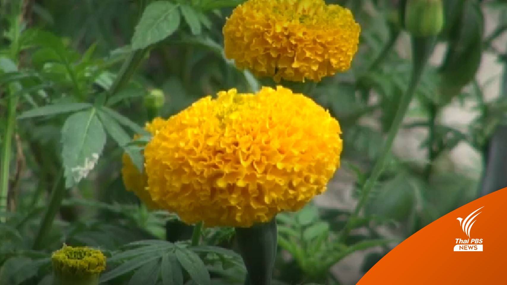 ขึ้นราคา! ดอกดาวเรืองออเดอร์แน่น รับวันมาฆบูชาและหาเสียงเลือกตั้ง