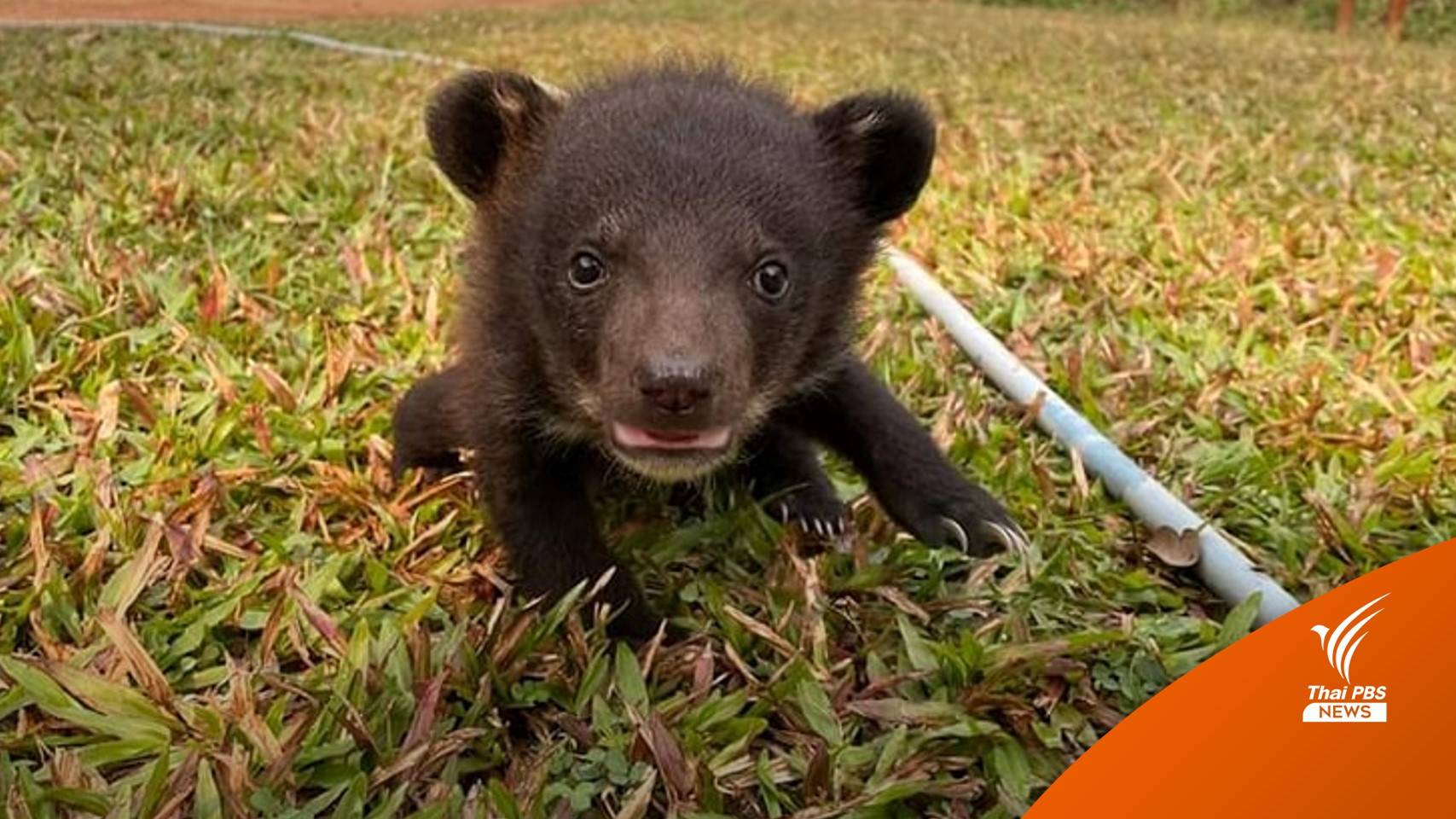 ปรับสูตรนม "ลูกหมีควาย" พบหนอนแมลงวันในแผล