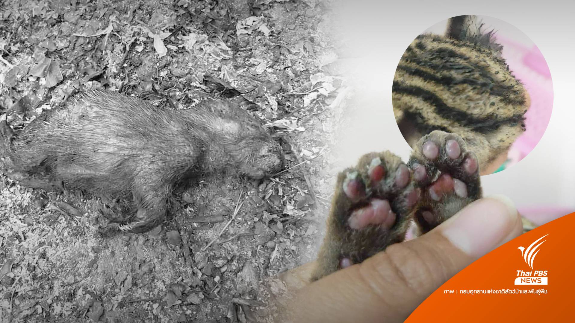 "หมอล็อต" เล่าชีวิตสัตว์ป่าหนีตายไฟป่า-ฝึกทักษะกู้ชีพสัตว์บาดเจ็บ