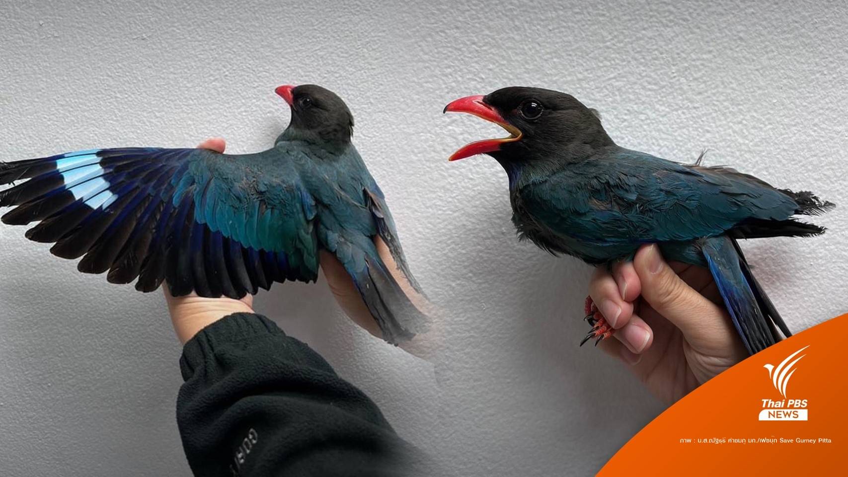 หมอโพสต์ "นกตะขาบดง" โดนฝุ่นจิ๋วร่วง-พบปอดอักเสบรุนแรง