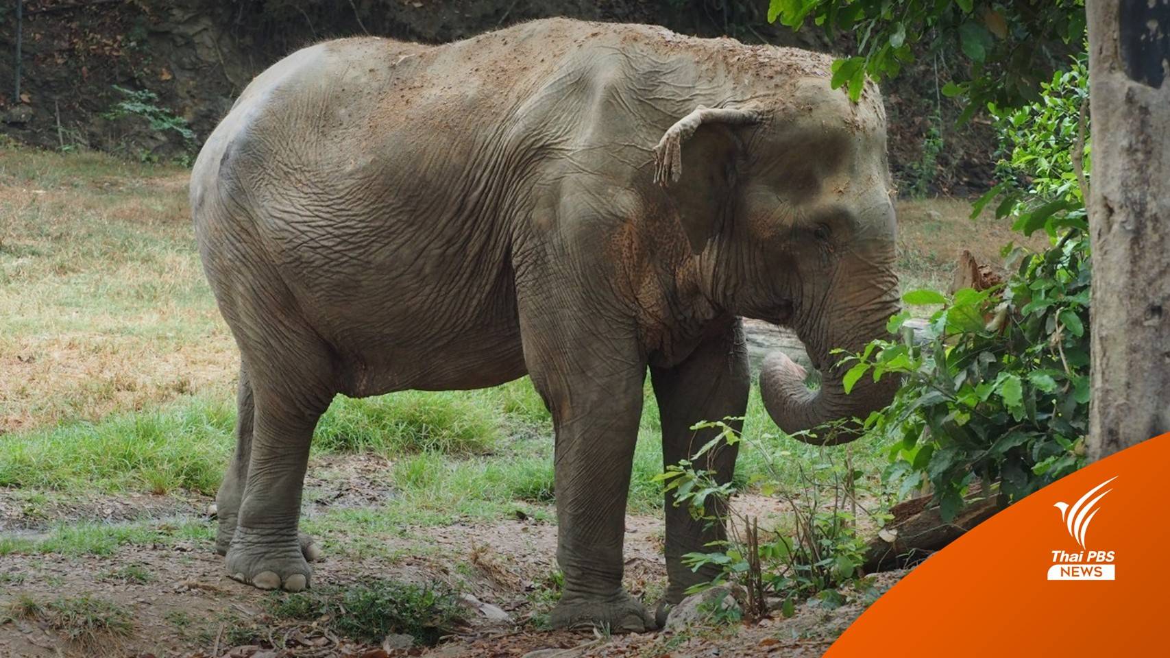 บั้นปลายชีวิตช้างชรา “พังไพลิน” คาดทำงานหนัก-สันหลังยุบ