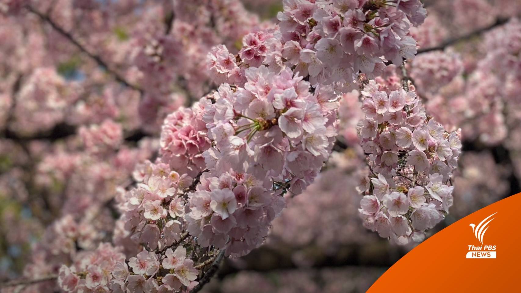 โลกร้อน! ทำซากุระบานเร็วขึ้น ทุบสถิติอีกครั้ง