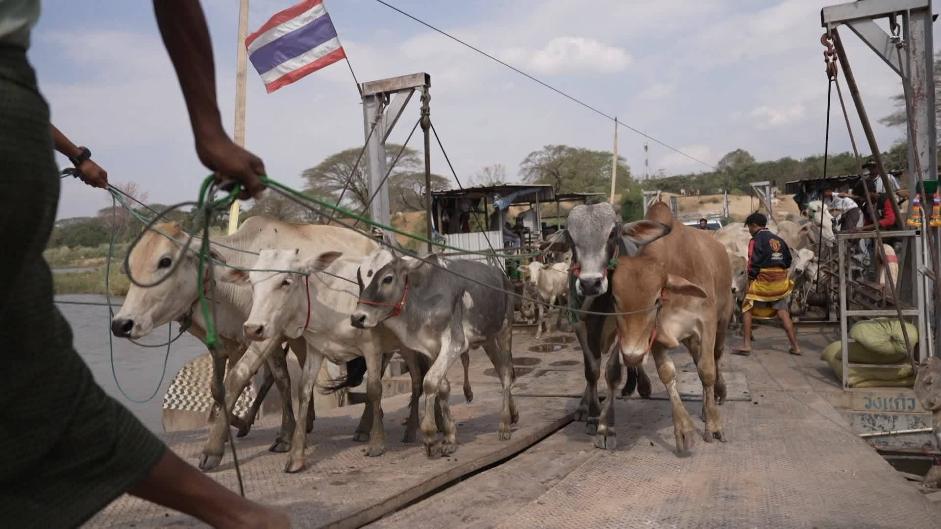 เปิดเบาะแส "วัว" นำเข้าจากเมียนมา กักโรคไม่ครบ