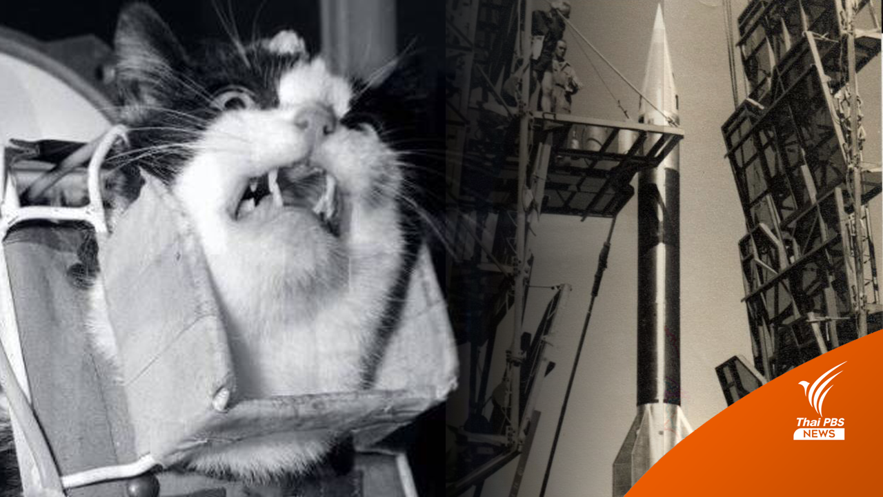 "เฟลิเซตต์" แมวตัวแรกในอวกาศผู้ถูกลืมเลือน