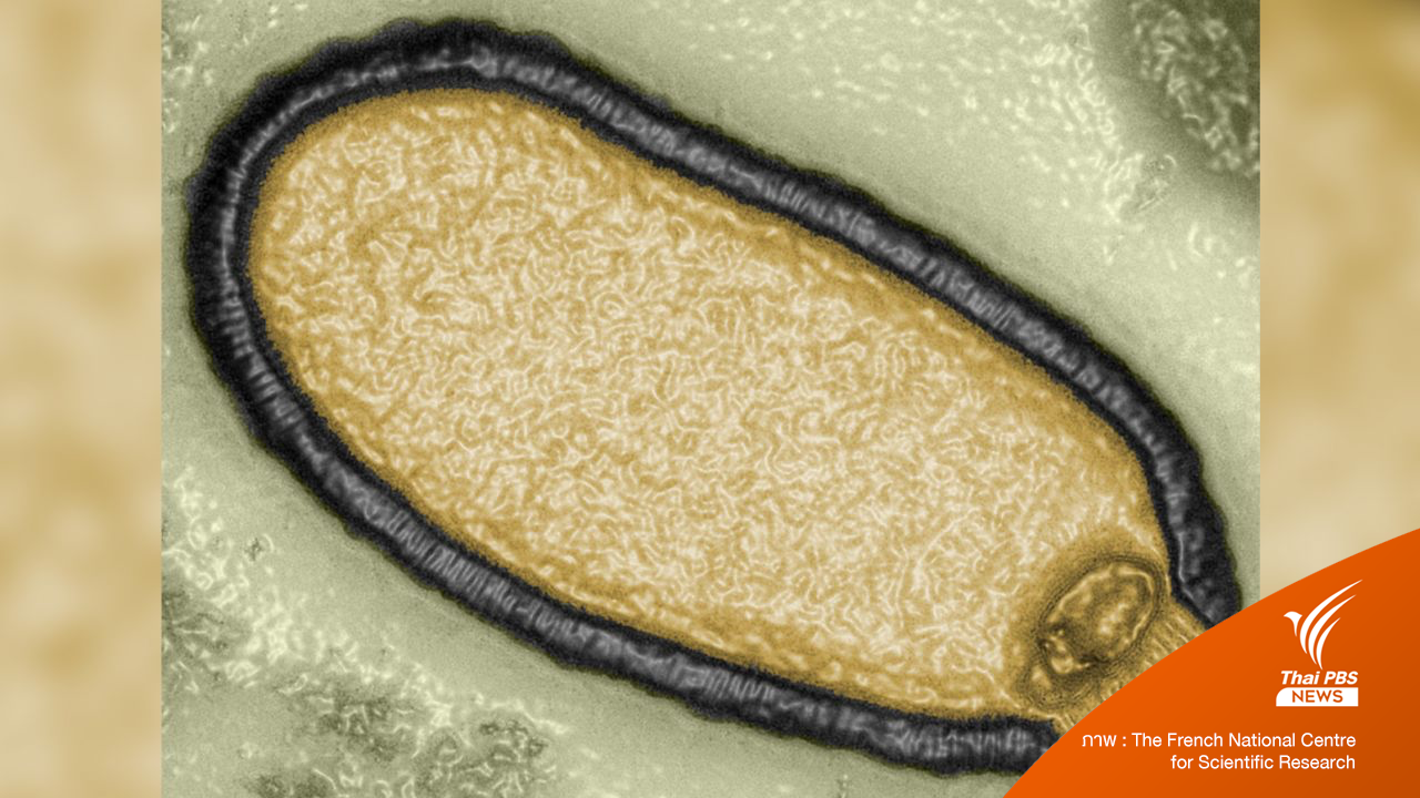 คืนชีพไวรัสซอมบี้ อายุ 48,500 ปี ที่ถูกแช่อยู่ในชั้นดินเยือกแข็งแถบไซบีเรีย