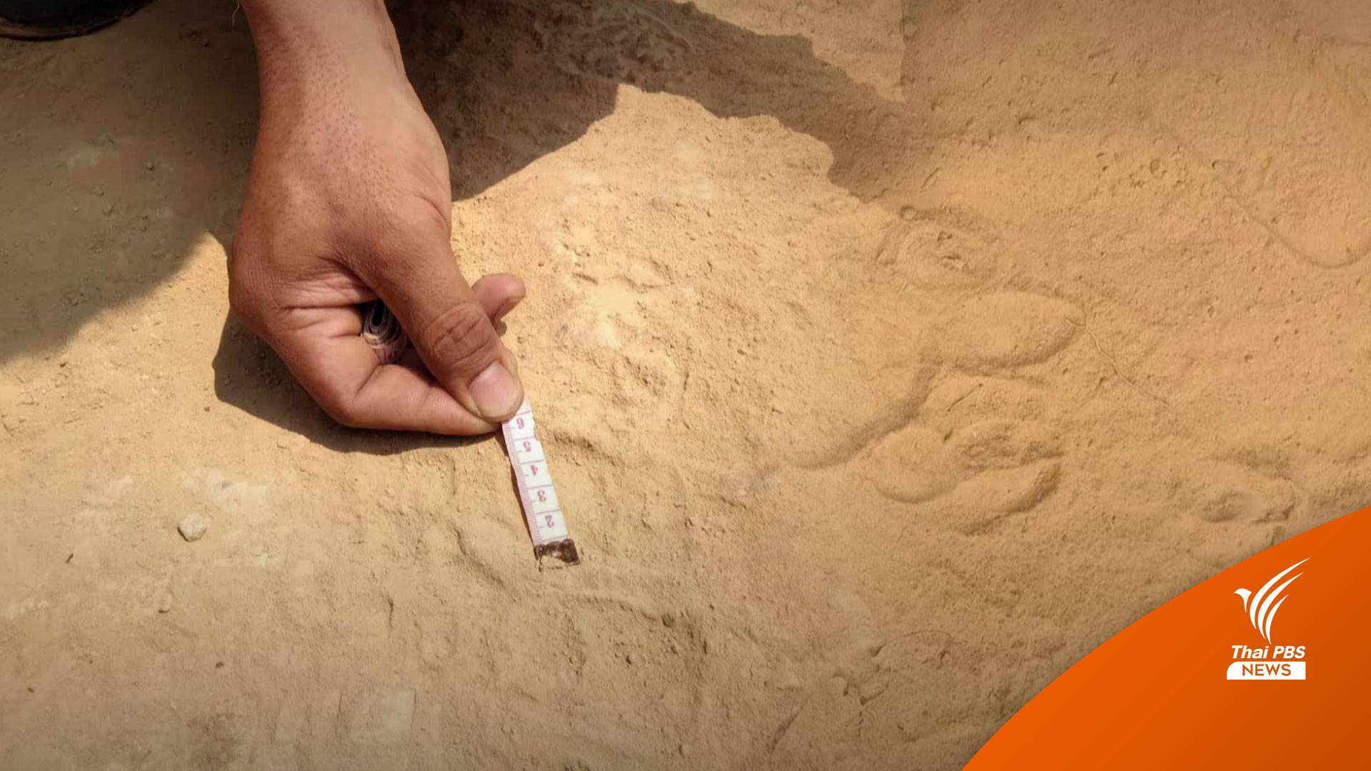 พบ "รอยตีนเสือ" โผล่ใกล้ชุมชนบ้านโมรข่า จนท.ตั้งกล้องดักถ่ายติดตาม