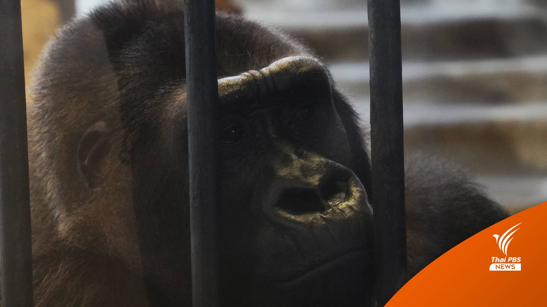 “พาต้า” แจ้งครอบครองกอริลล่า “บัวน้อย” สัตว์บัญชีไซเตสแล้ว
