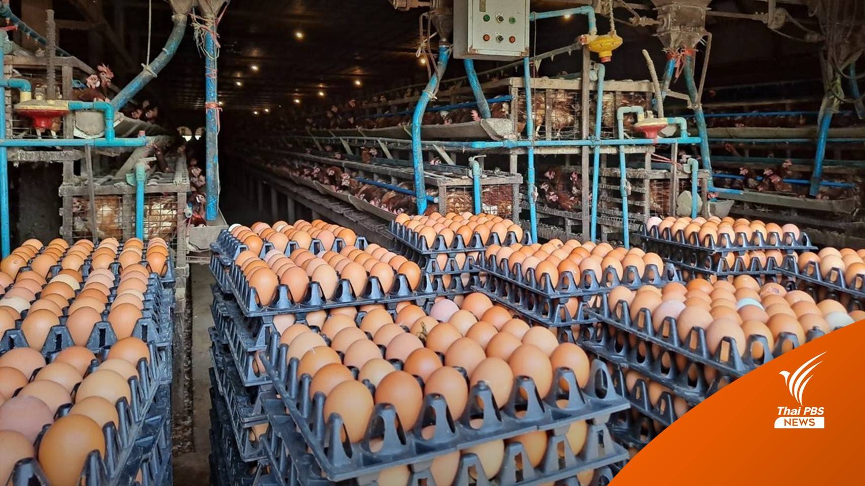 "ไข่ไก่" ทุกเบอร์ขึ้นราคาแผงละ 6 บาท ดันส่งออกไต้หวัน