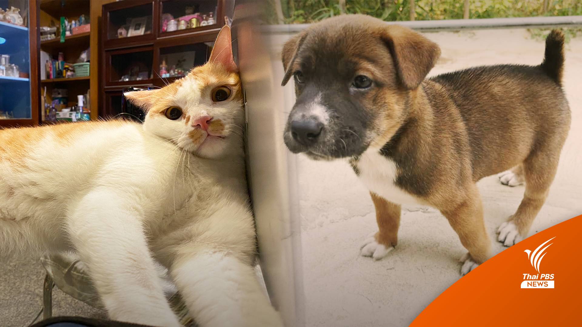 หมอเตือน “เห็บ หมัด”เกาะดวงตา ห้ามดึงออกเองเสี่ยงติดเชื้อ