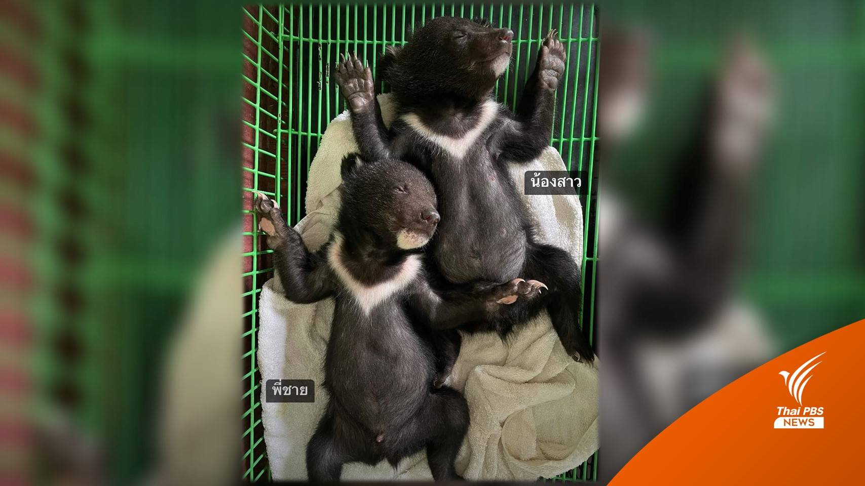 อัปเดต "ลูกหมีควาย" อาการดีขึ้น-กินนมเก่ง