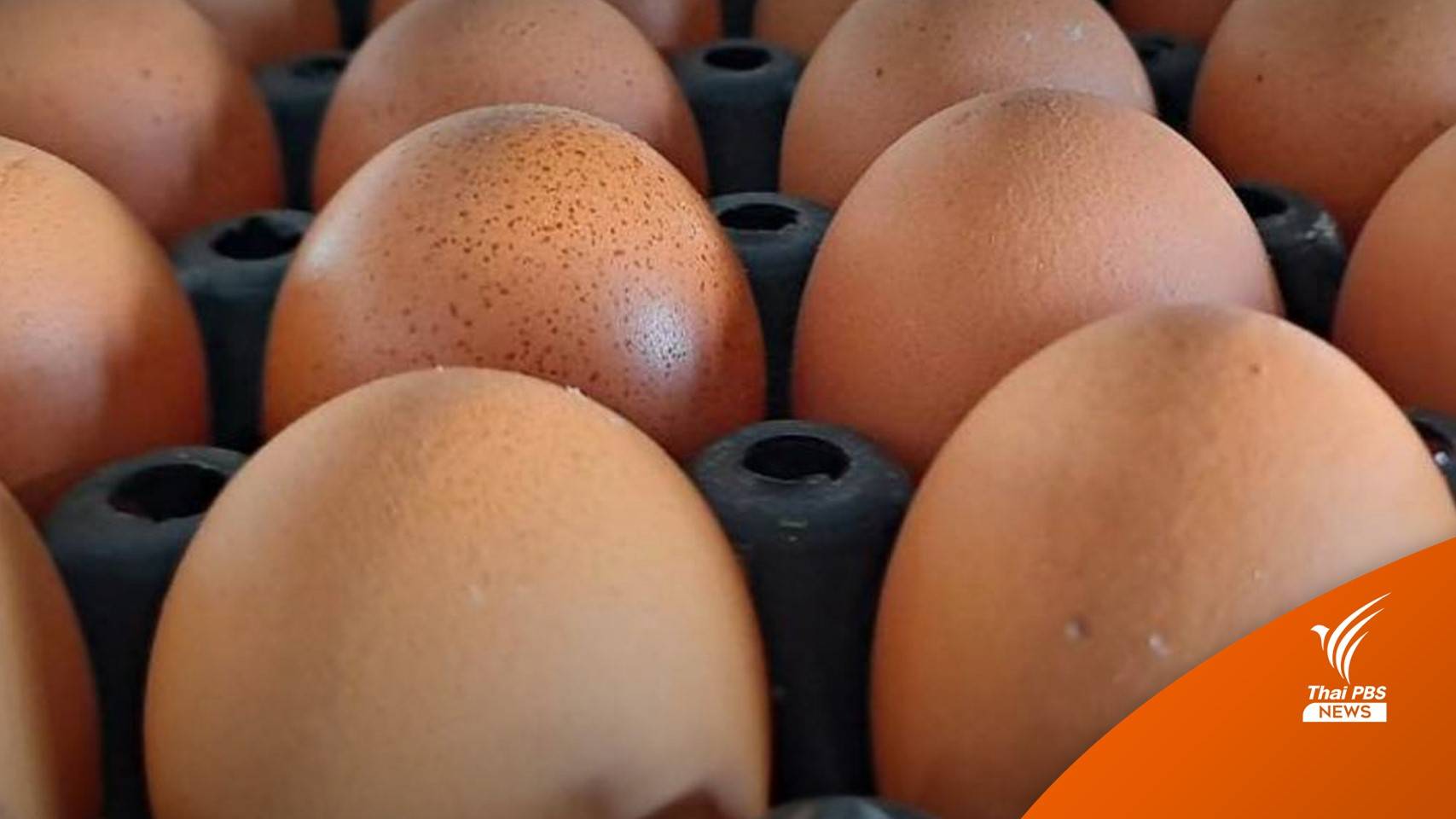 ล็อตแรก! ส่งออกไข่ไก่ไทยไปไต้หวัน 3.25 แสนฟอง