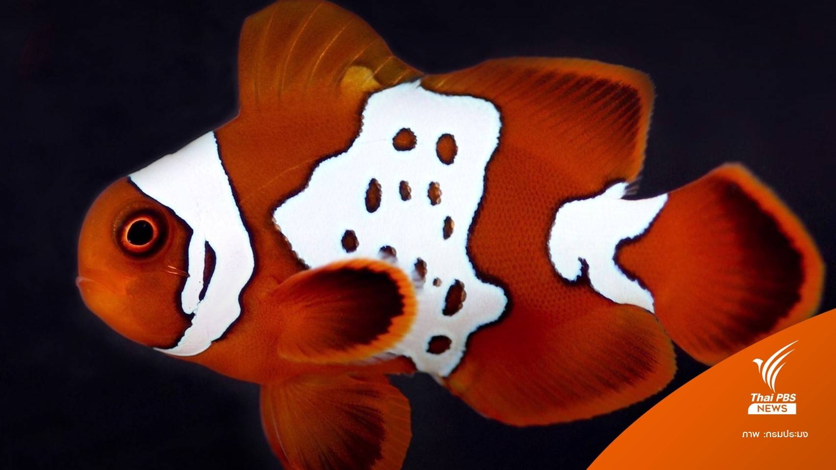 เปิดตัว “ปลาการ์ตูนโกลด์ครอสทันเดอร์” เทคนิคเพาะข้ามสายพันธฺุ์