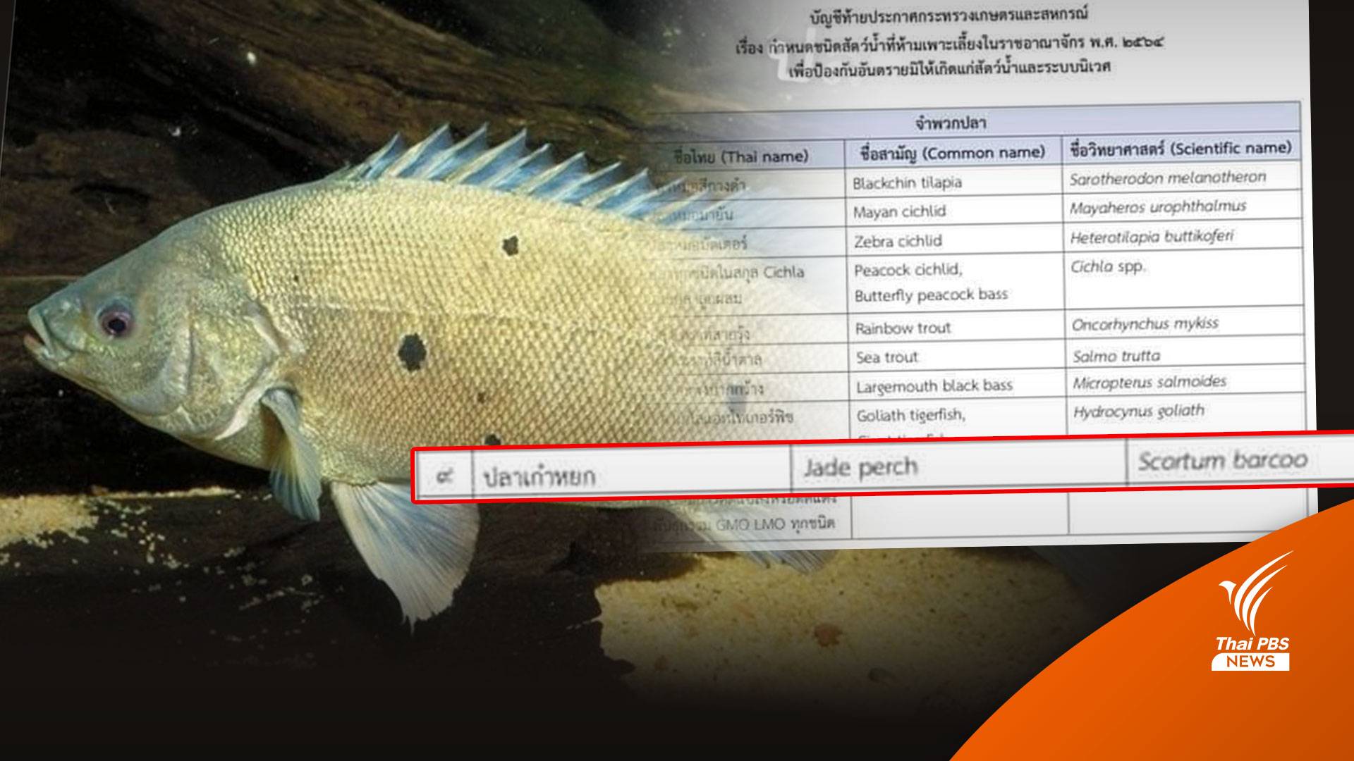 "ปลาหยก" เอเลียนสปีชีส์ 1 ใน 13 ชนิดที่ถูกห้ามนำเข้าไทย 