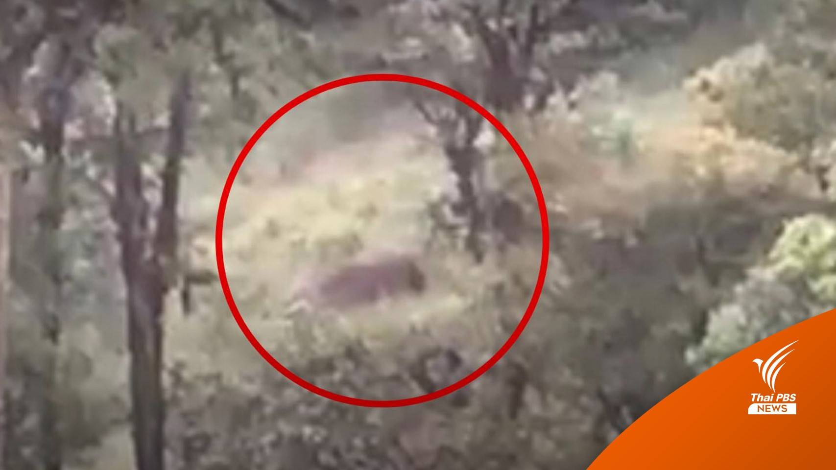 ปิดเส้นทางธรรมชาติ-พักแรม "ดอยม่อนจอง" หลังพบช้างป่า