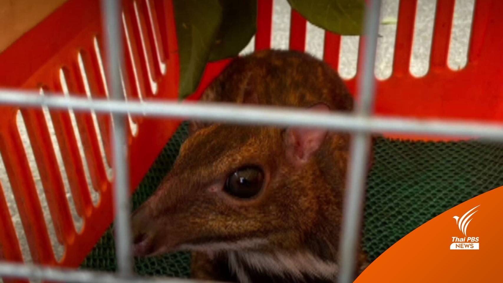 จับชาวมาเลเซียลักลอบจับ "กระจงควาย" ในเกาะตะรุเตา