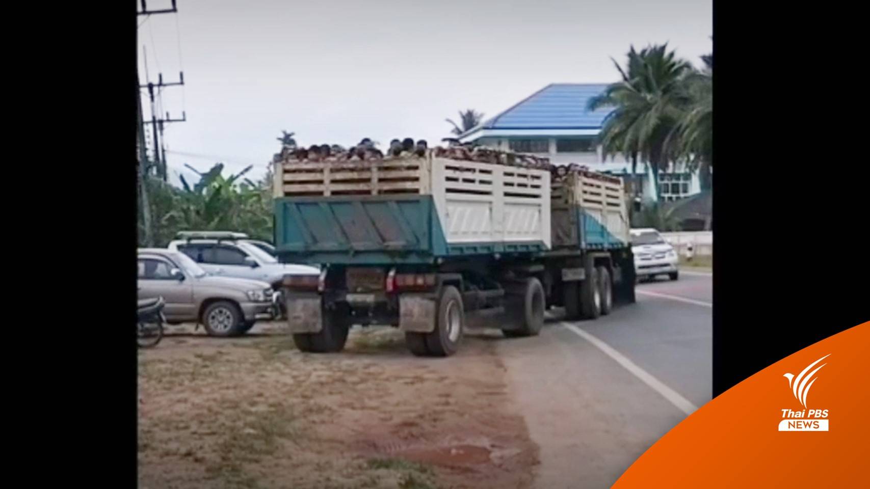 ผอ.แจงดรามา ใช้รถบรรทุกพ่วงขนนักเรียนเข้าค่ายลูกเสือ