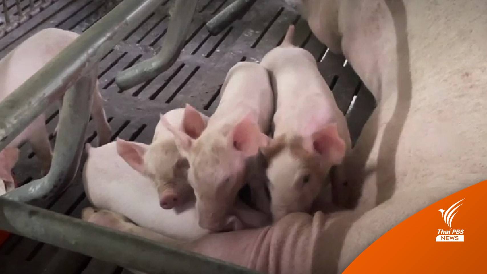 ผู้เลี้ยงหมูตรังห่วงราคาหมูตก วอนรัฐคุมป้องกันลอบนำเข้า