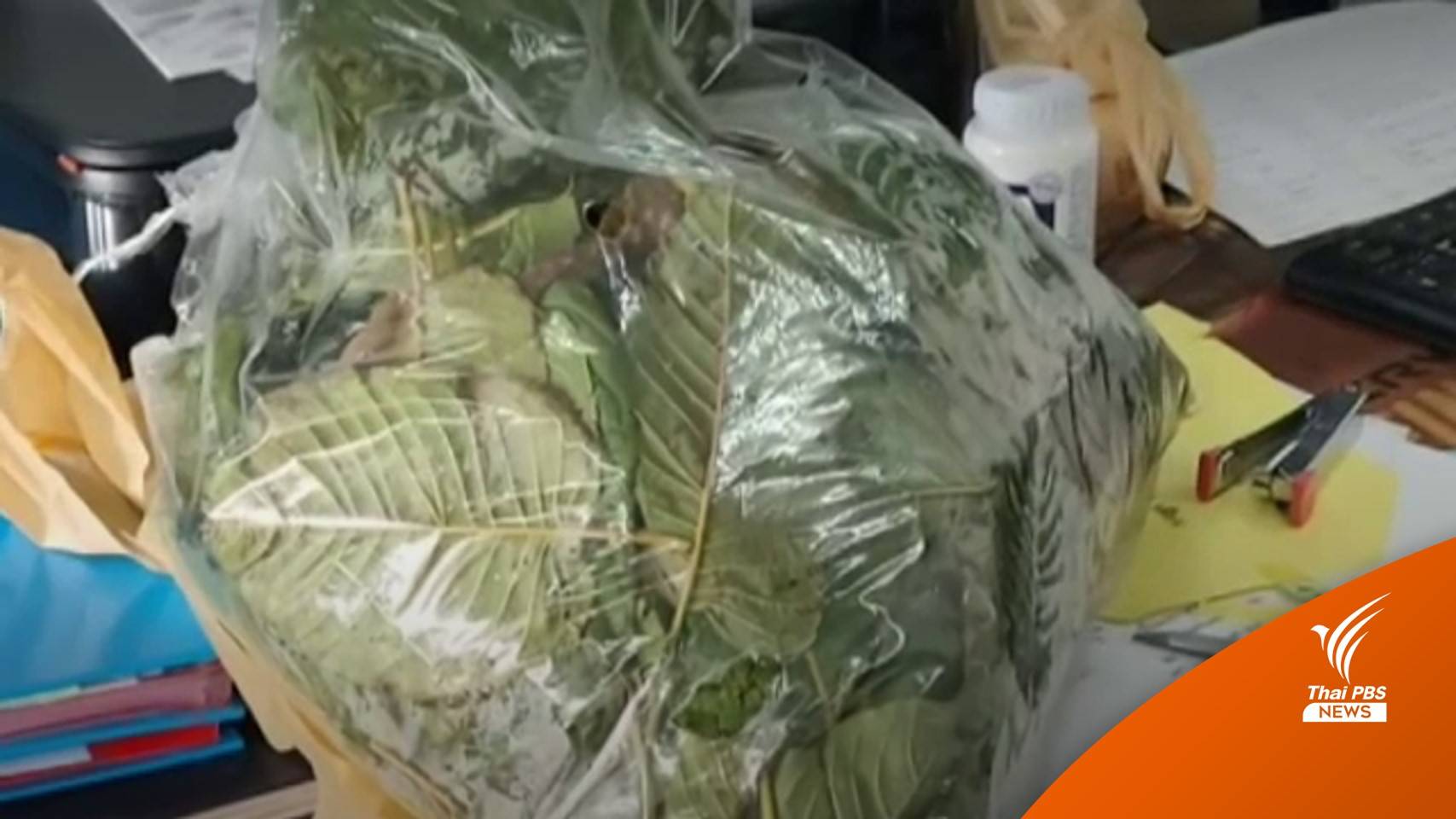 ศาลให้ประกัน 5 เยาวชนปล้นใบกระท่อม