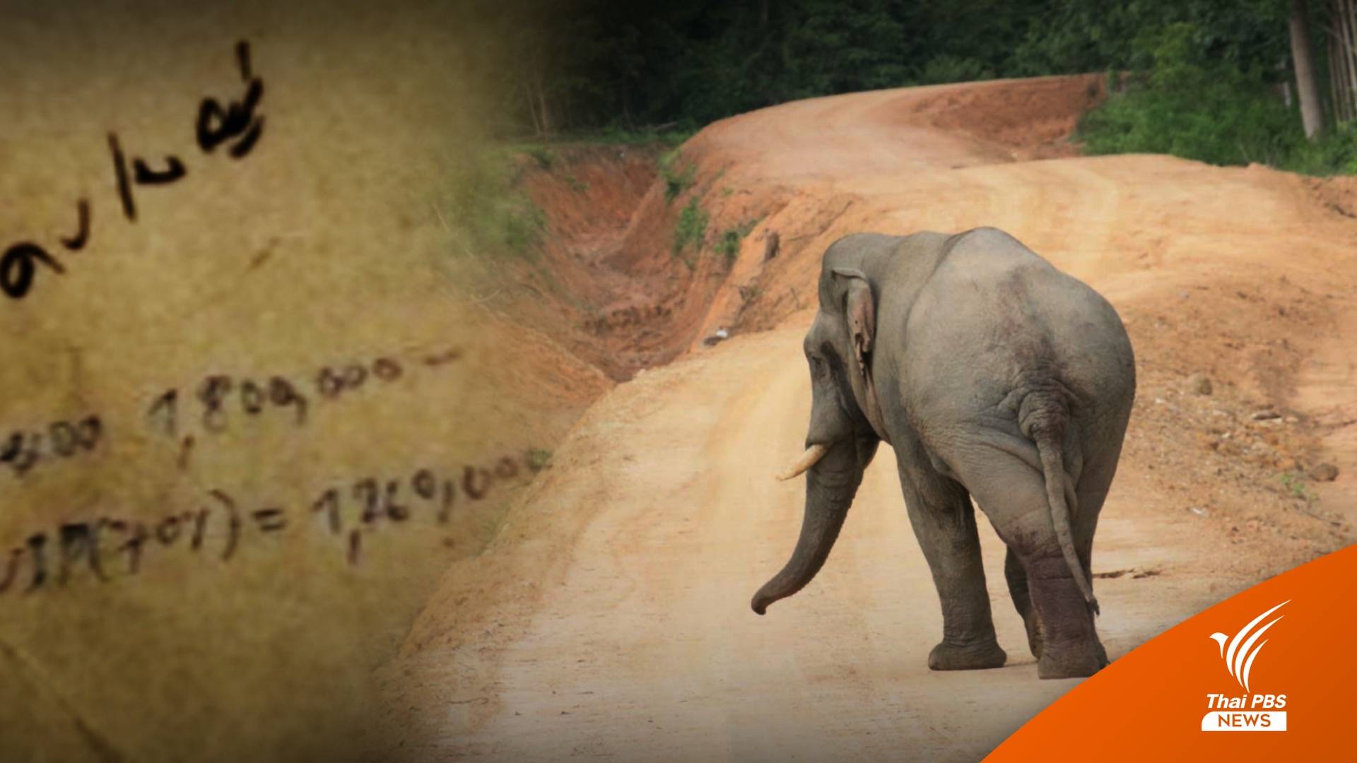 คูกันช้างดงใหญ่ในซองสินบนกรมอุทยานฯ