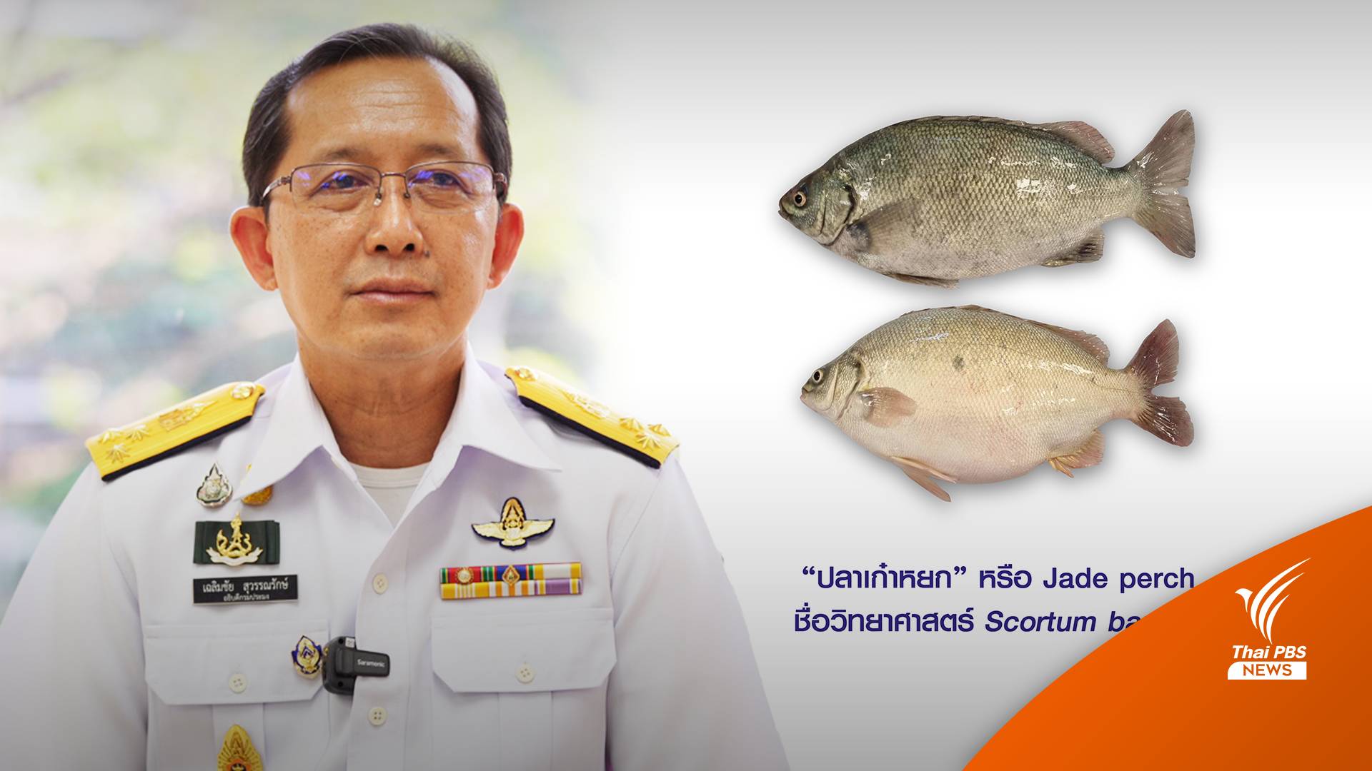 กรมประมงชี้ "ปลาเก๋าหยก" ยังไม่ครบขั้นตอนวิจัย-สั่งปลดทุกเมนู