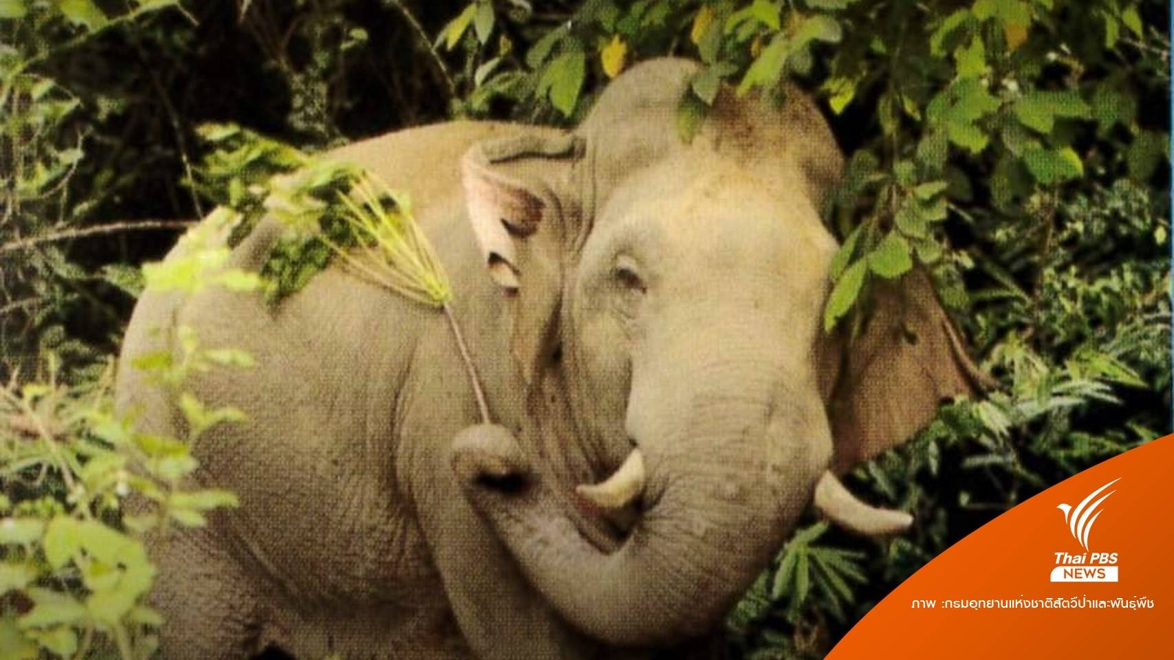 ไขคำตอบ "ภาษาช้าง" เชื่อหรือไม่ช้างหัวเราะได้