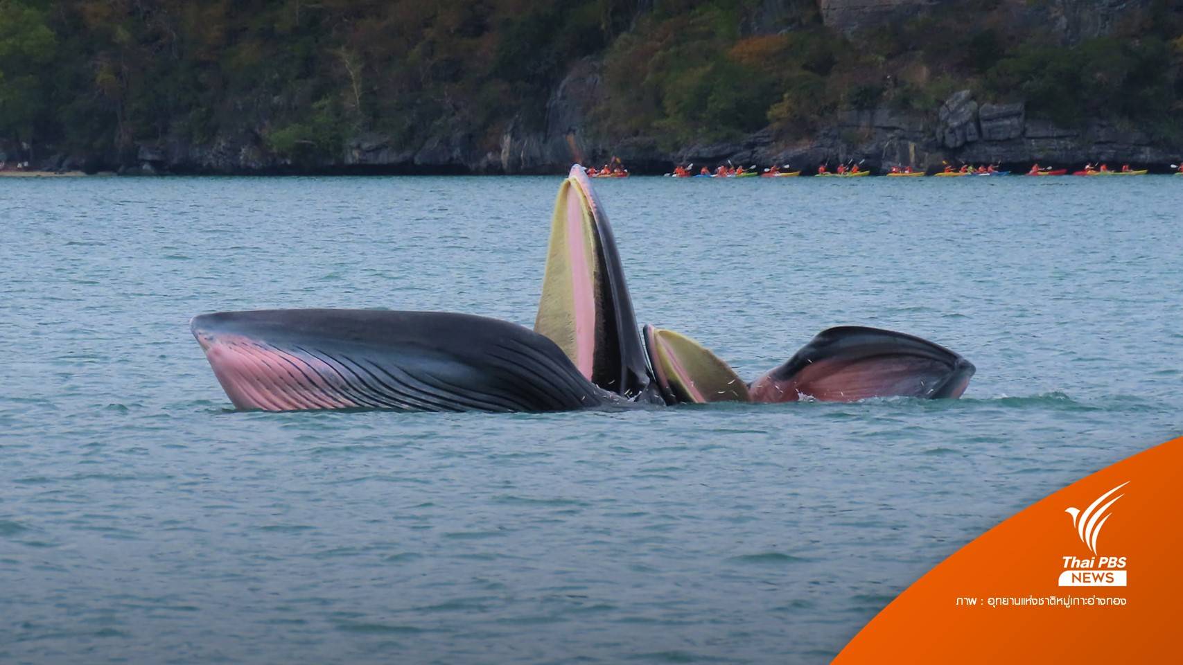 3 วาฬบรูด้า โผล่อวดโฉมเล่นน้ำ-หาอาหาร เขตอุทยานฯ หมู่เกาะอ่างทอง
