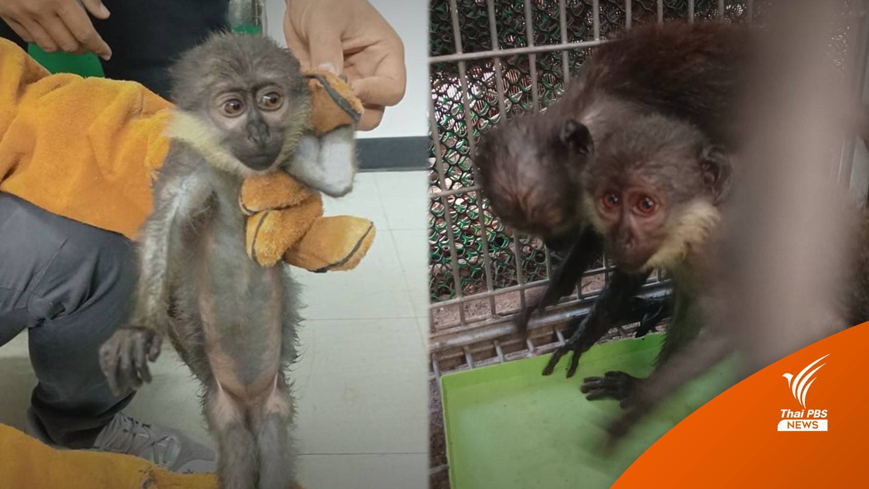 เร่งฟื้นฟู "ค่าง 2 ตัว" ถูกลอบส่งไปอินเดียกลับไทย