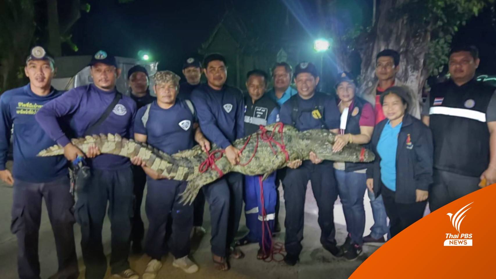 จับแล้ว จระเข้คณะแสดงโชว์ยาว 2.7 เมตร หลุดในแม่น้ำปิง