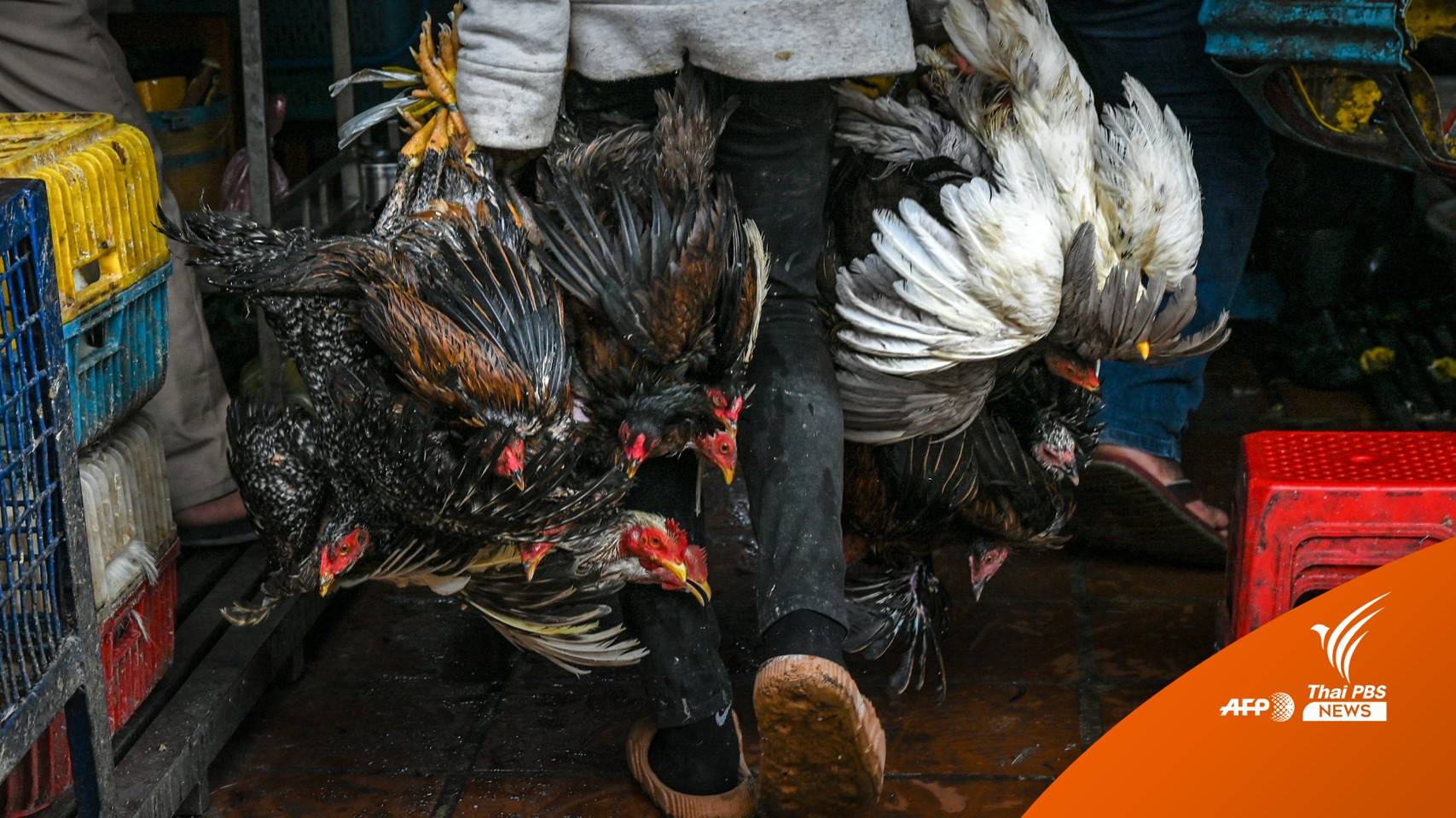 กัมพูชาเร่งตรวจ "ไข้หวัดนก" หวั่นระบาดจากคนสู่คน