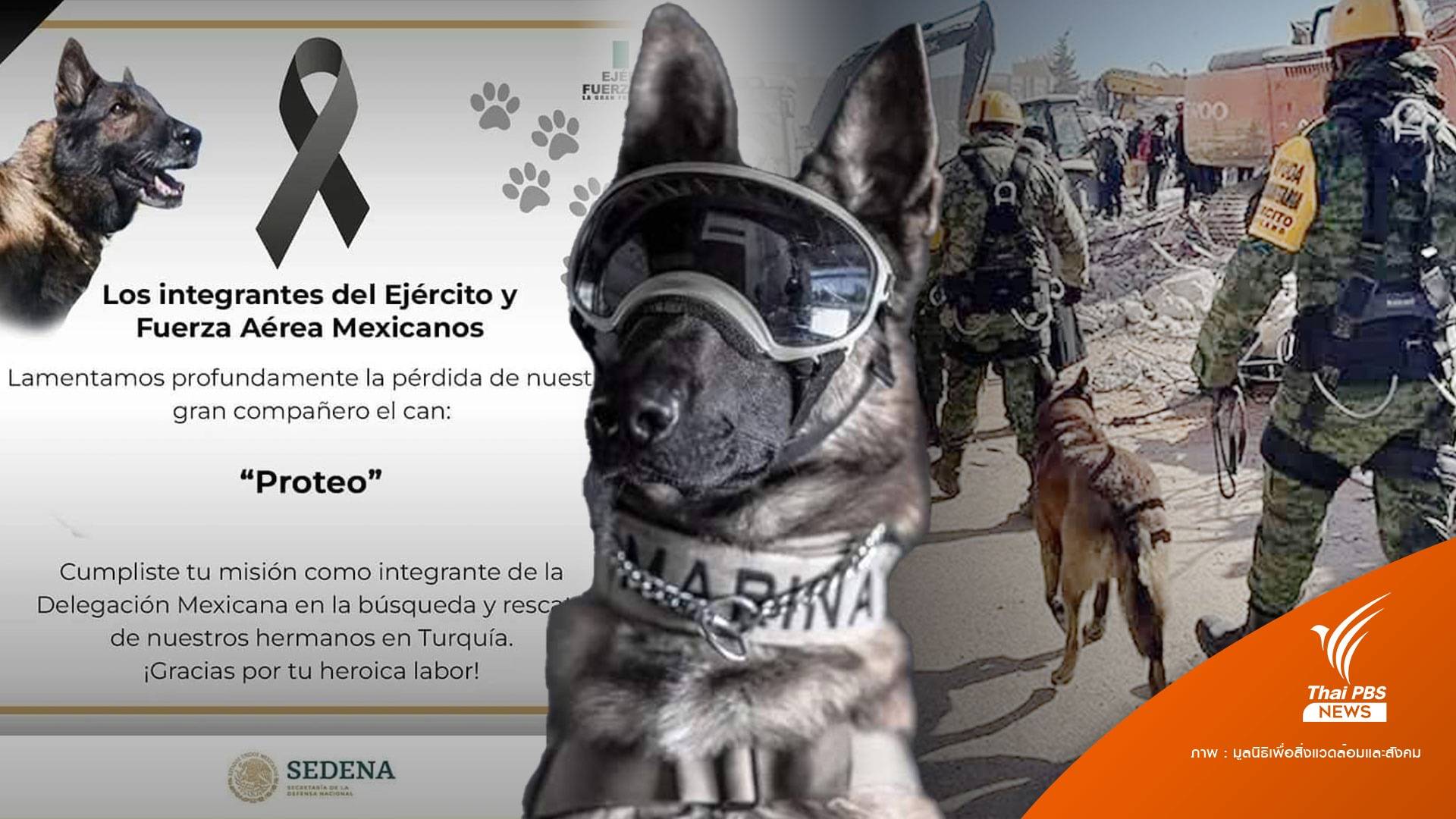 ทั่วโลกร่วมอาลัย "Proteo" ฮีโร่ 4 ขากู้ภัยตายในภารกิจตุรกี