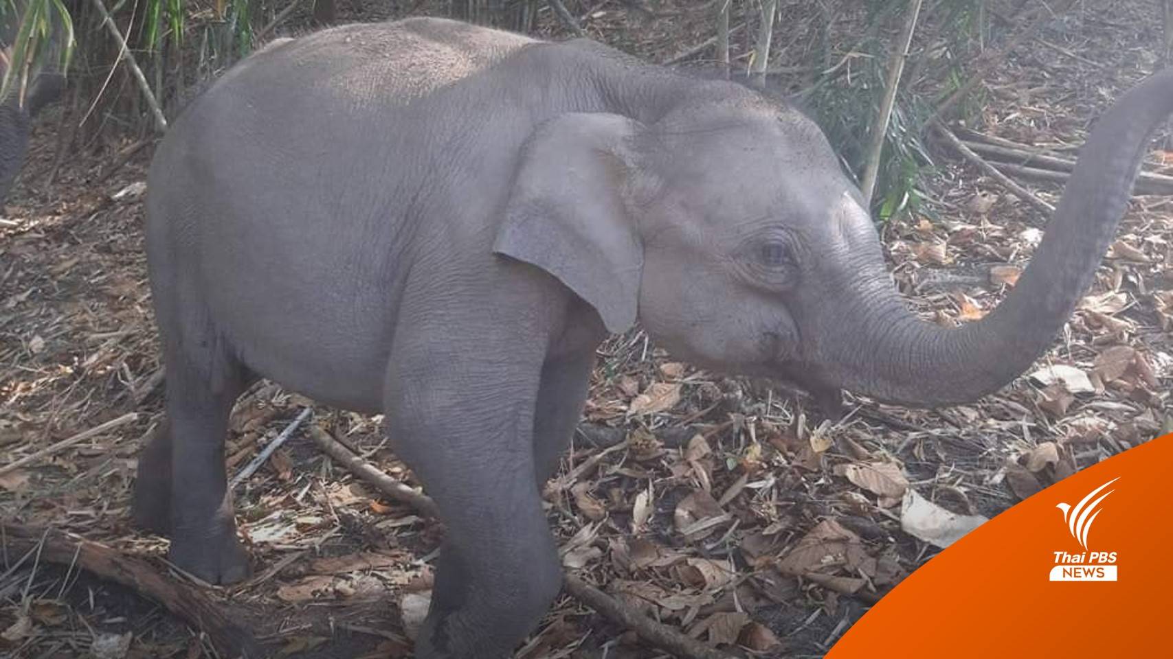 อัปเดต 2 เดือน "ทับเสลา" ลูกช้างป่า ปรับตัวในป่าได้ดี-แข็งแรง